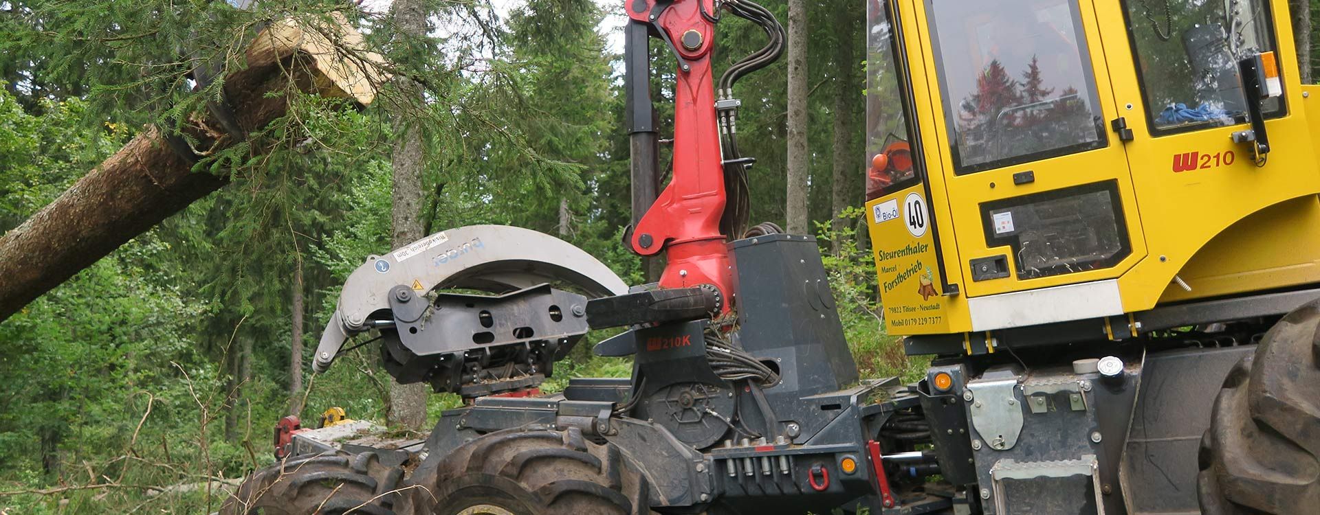 Holzfällen