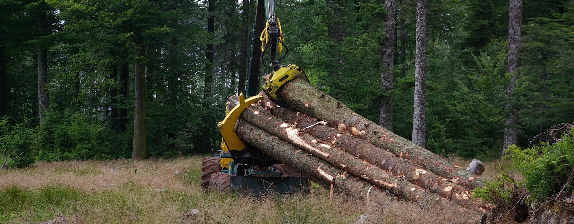 Holzfällen