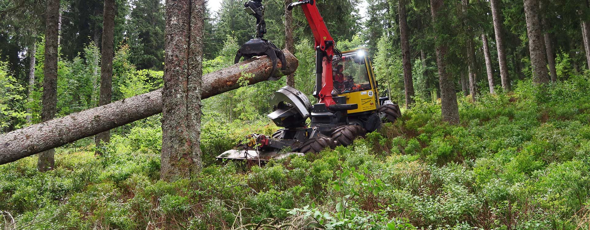 logging