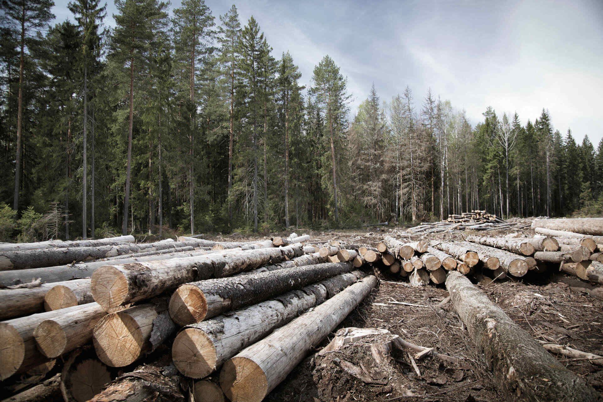 Holzfällen