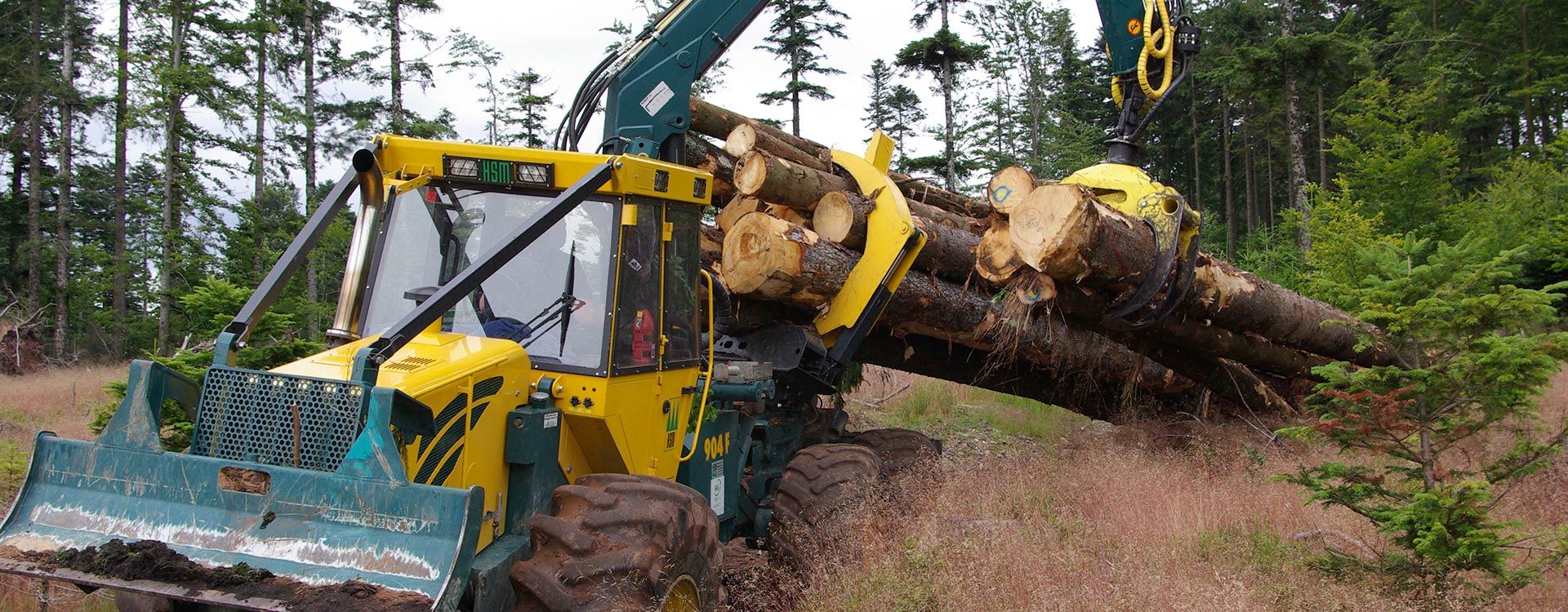 logging